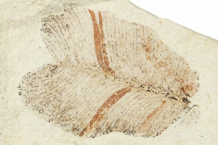 Fossil Leaf - France #254288